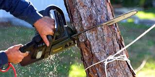 Best Tree Risk Assessment  in Heyville, AL