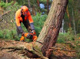 Reliable Haleyville, AL Tree Care Solutions