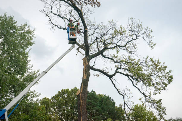 Tree and Shrub Care in Haleyville, AL