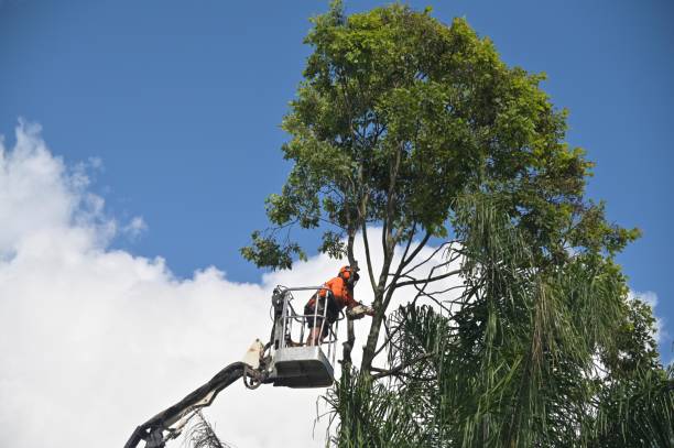 Best Lawn Watering Services  in Heyville, AL
